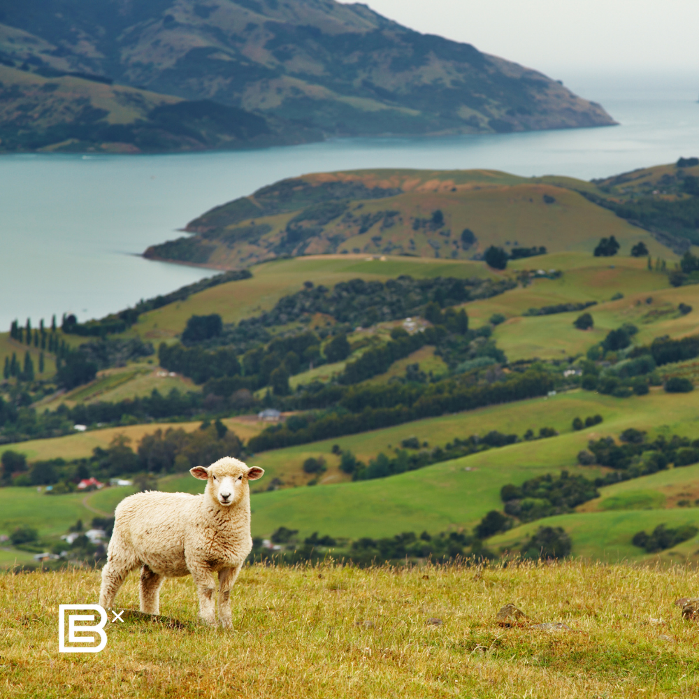 New Zealand Auckland Cycling Recee Tour - (8D7N) 21 - 28 Aug 2026