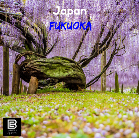 Japan Brompton Cycling Tour - Fukuoka Oct 2024