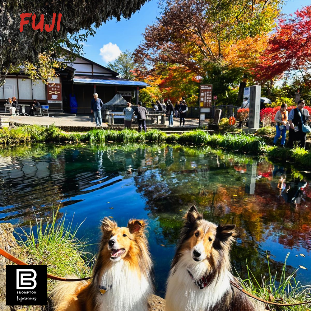 Japan Brompton Cycling Tour - Fuji 5 Lakes 17 - 23 May 2025