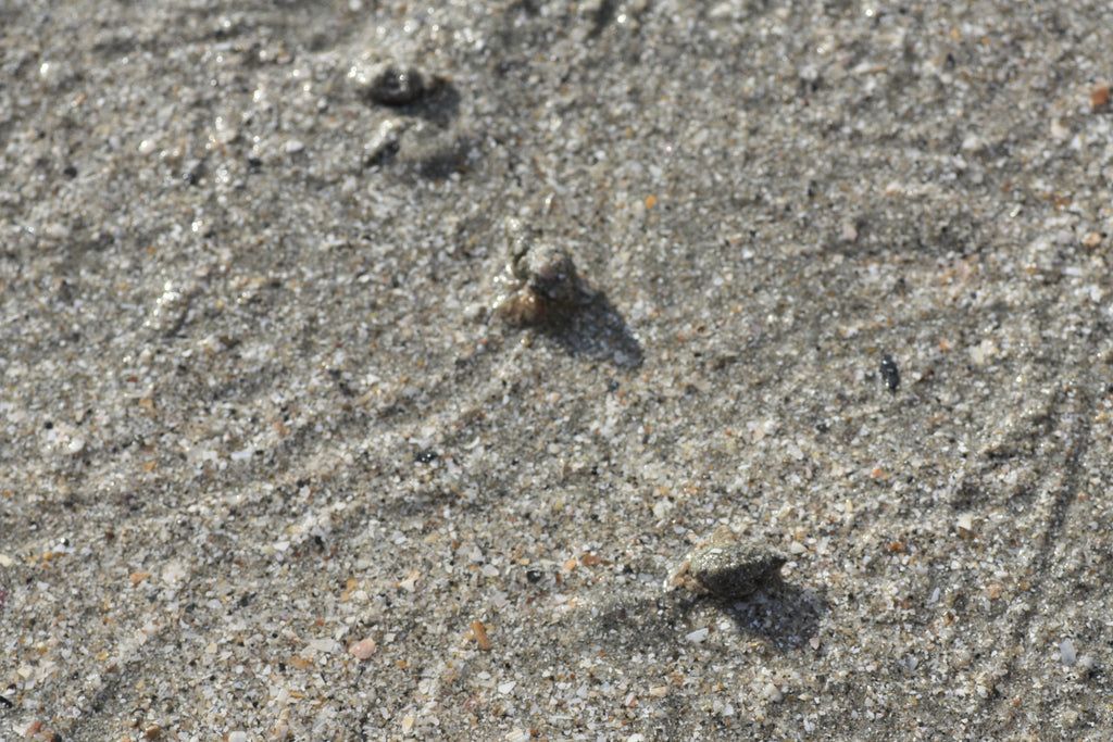 Beach Combing - High Achievers 2.0