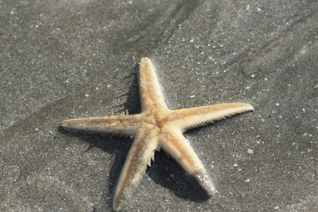 Beach Combing - High Achievers 2.0