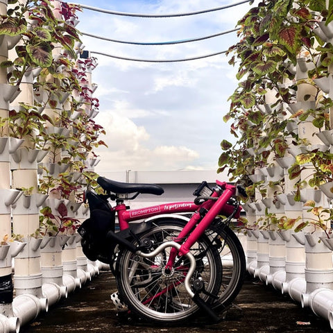 R12: Pasir Ris > Punggol Urban Farm Tour